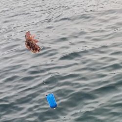 サビキ釣りでファミリーフィッシング